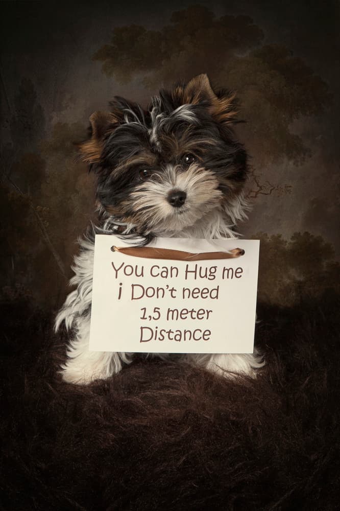 Hug Me Puppy by Carola Kayen-Mouthaan — canvas wall art