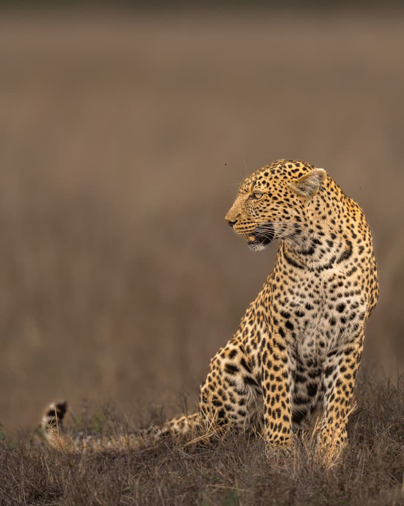 Regal Savannah Leopard by Yogesh Bhatia — canvas wall art