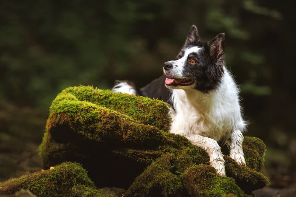 Border Collie On Moss by Davorin Baloh — canvas wall art