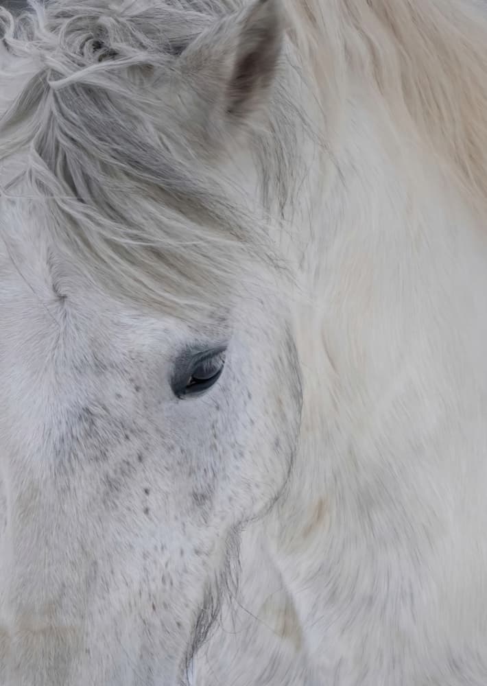 Gentle White Horse by Allan Wallberg — canvas wall art