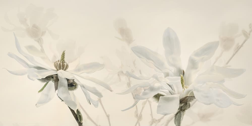 Soft White Magnolias by Monique van Velzen — canvas wall art