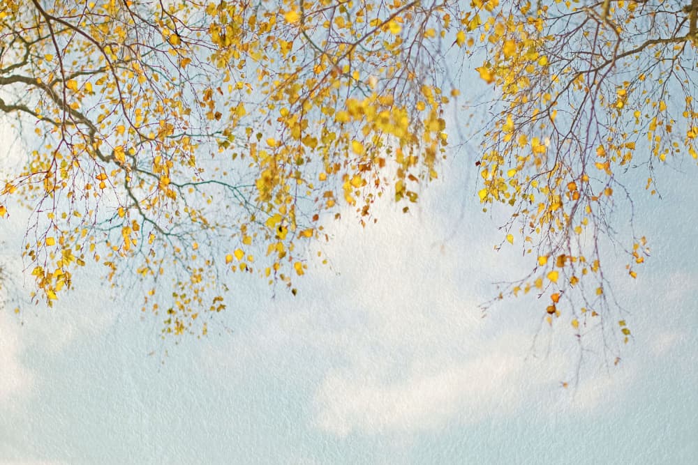 Golden Autumn Leaves by Alyson Fennell — canvas wall art