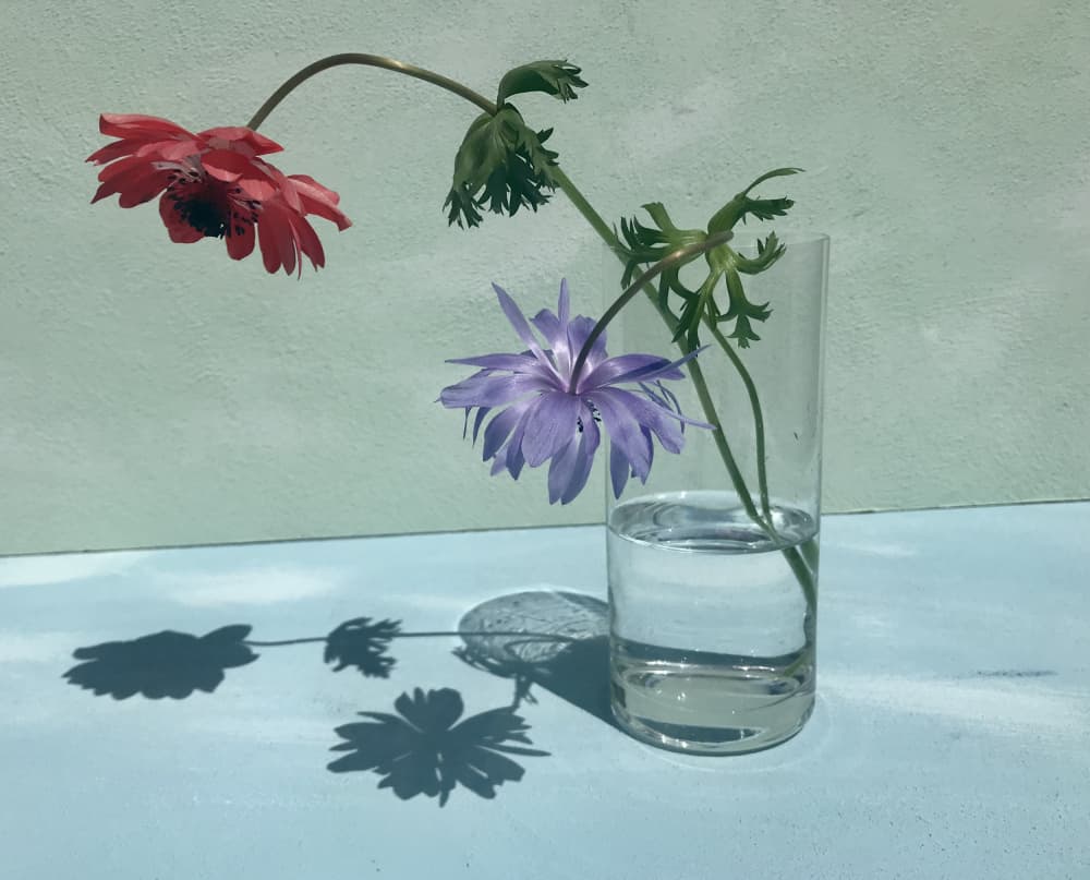 Vibrant Flower Shadows by Donatella Basso — canvas wall art
