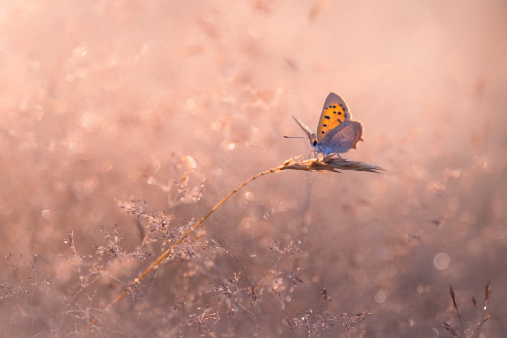 Golden Hour Butterfly by Sebastien Blomme — canvas wall art