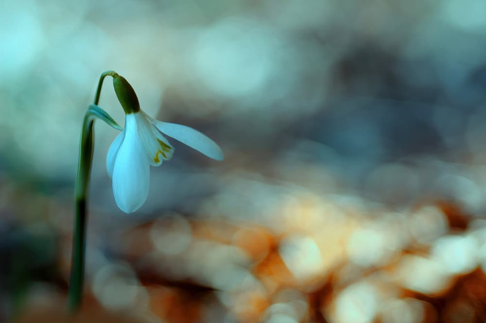 Delicate Spring Snowdrop by Ylva Sjögren — canvas wall art