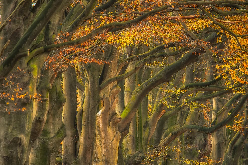 Vibrant Autumn Woods by Piet Haaksma — canvas wall art