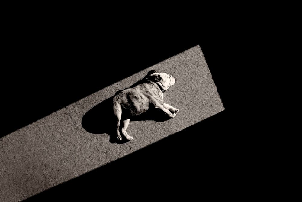 Sleeping Bulldog in Sunlight by Mike Melnotte — canvas wall art