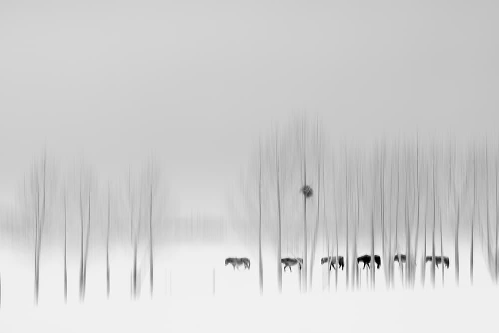 Blurred Winter Horses by Bingo Z — canvas wall art