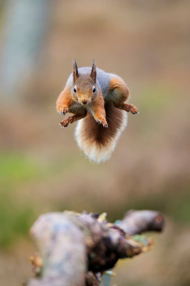 Red Squirrel Flying by Howard Ashton-Jones — canvas wall art