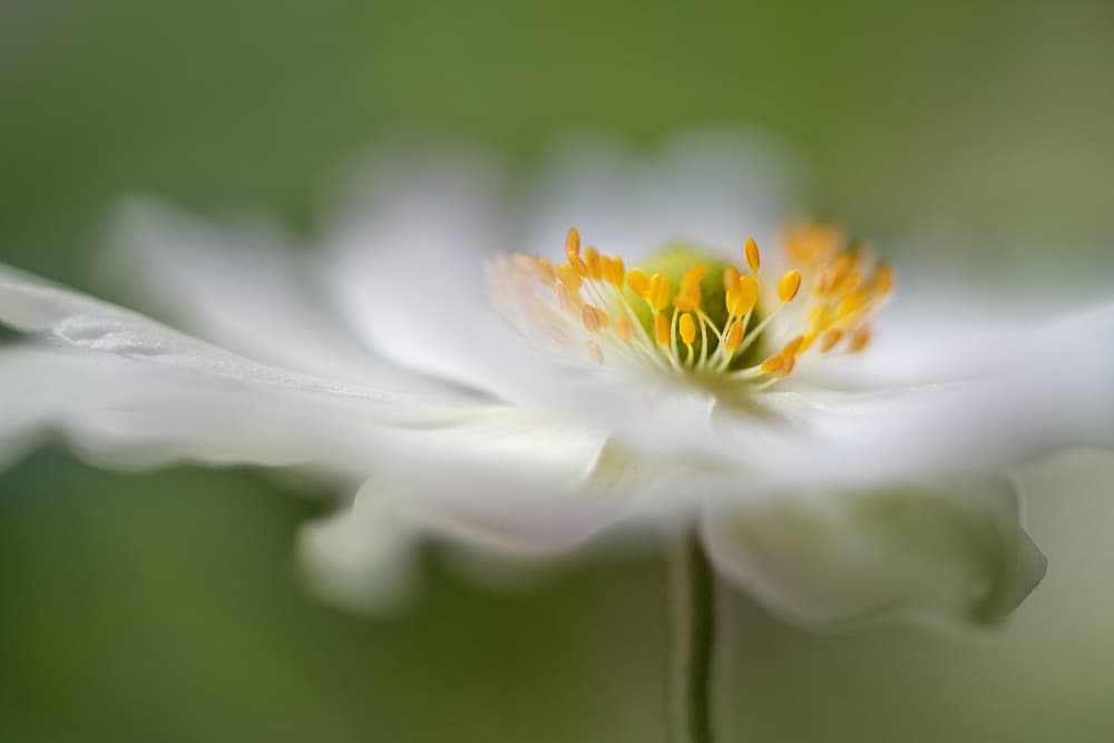 White Anemone by Mandy Disher — canvas wall art