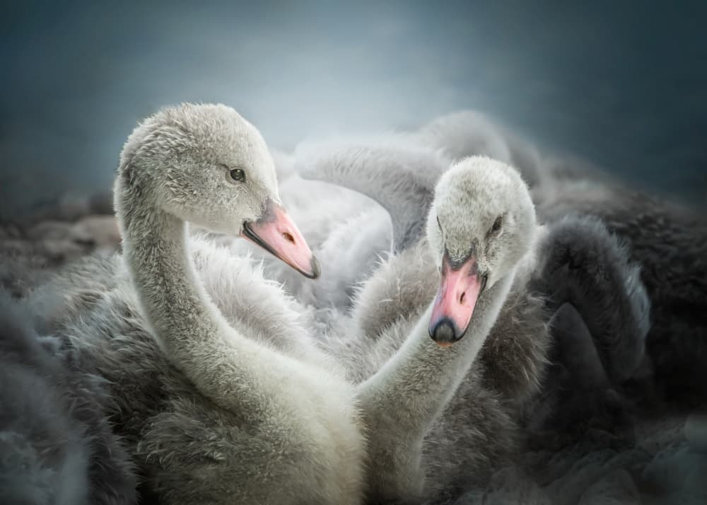 Peaceful Baby Swans by Jennifer Chen APA — canvas wall art