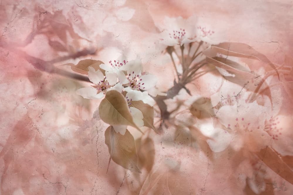 Soft Pink Blossoms by Jacky Parker — canvas wall art