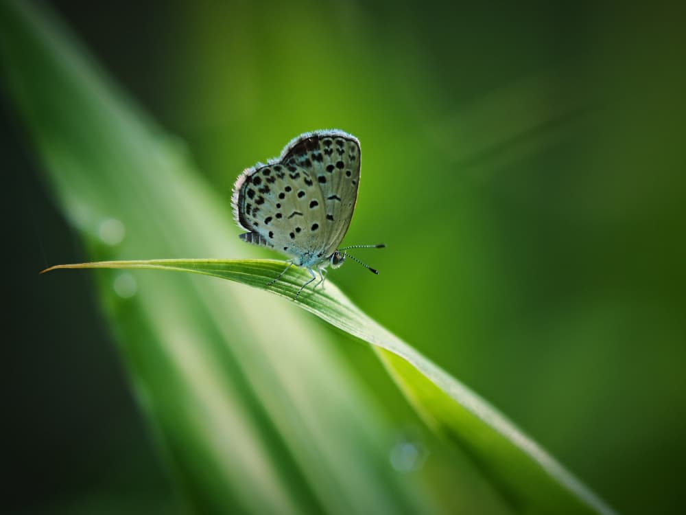 Butterfly On Green Leaf by Takiko Hirai — canvas wall art