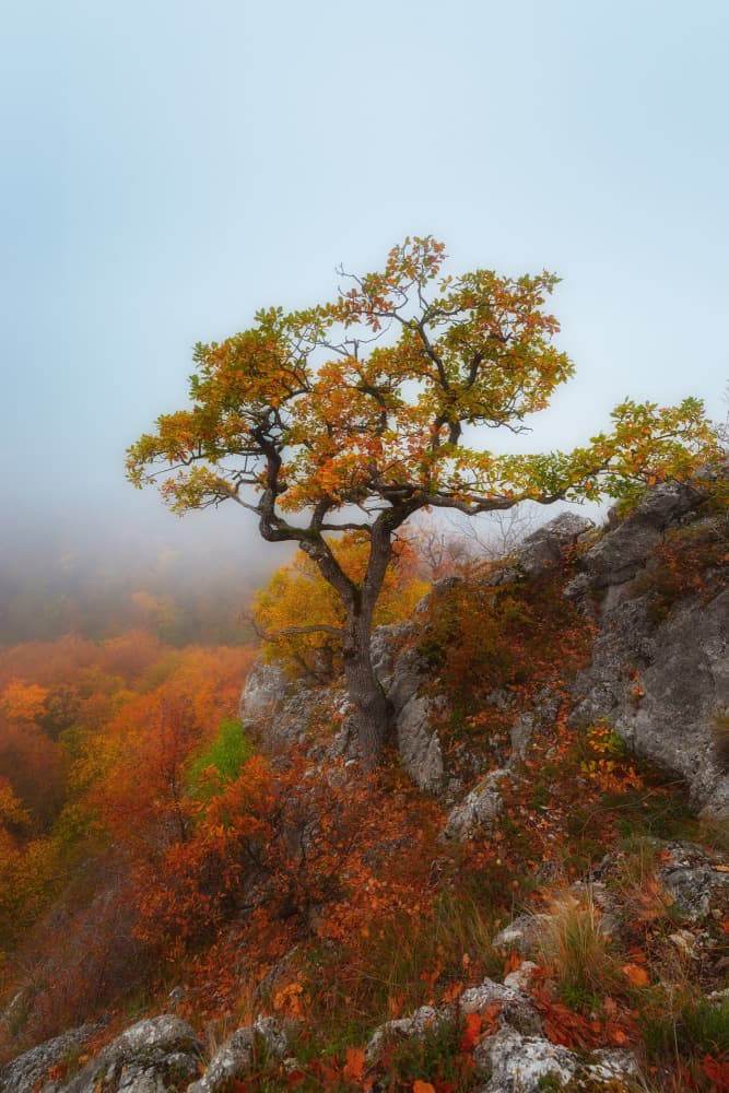Autumn Tree Misty Cliff by Leicher Oliver — canvas wall art