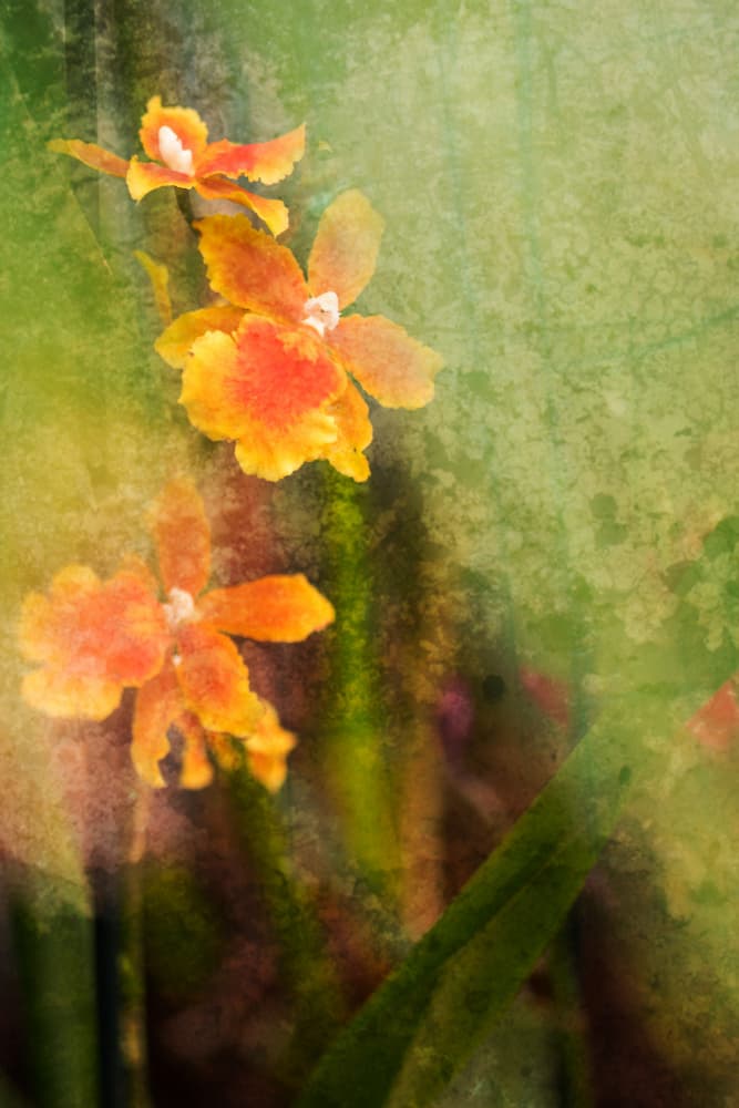 Vibrant Orange Orchids by Xiang yang Cui — canvas wall art