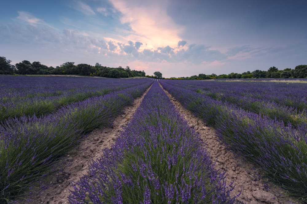 Blue Lavender by Stefan Hefele — canvas wall art