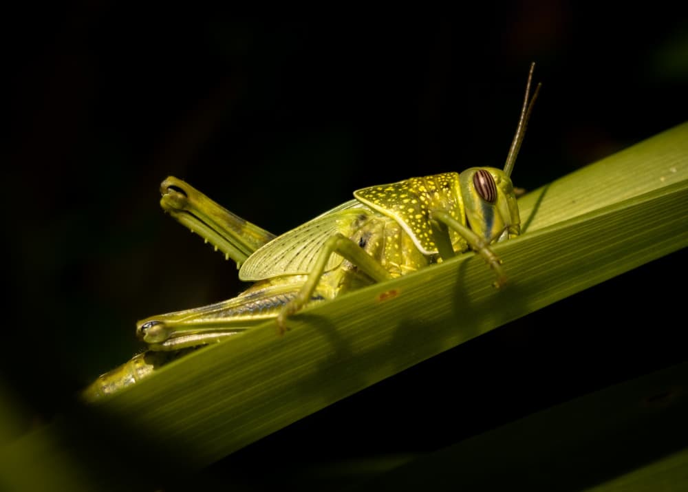 Vibrant Green Grasshopper by Zina Heg — canvas wall art