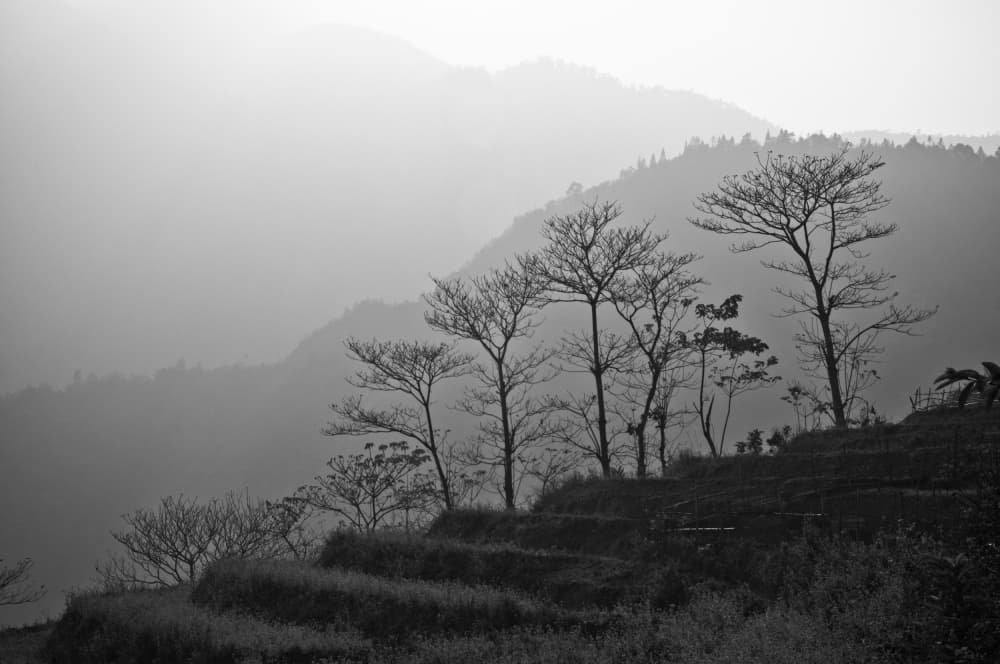 Misty Mountain Trees by Photolovers — canvas wall art