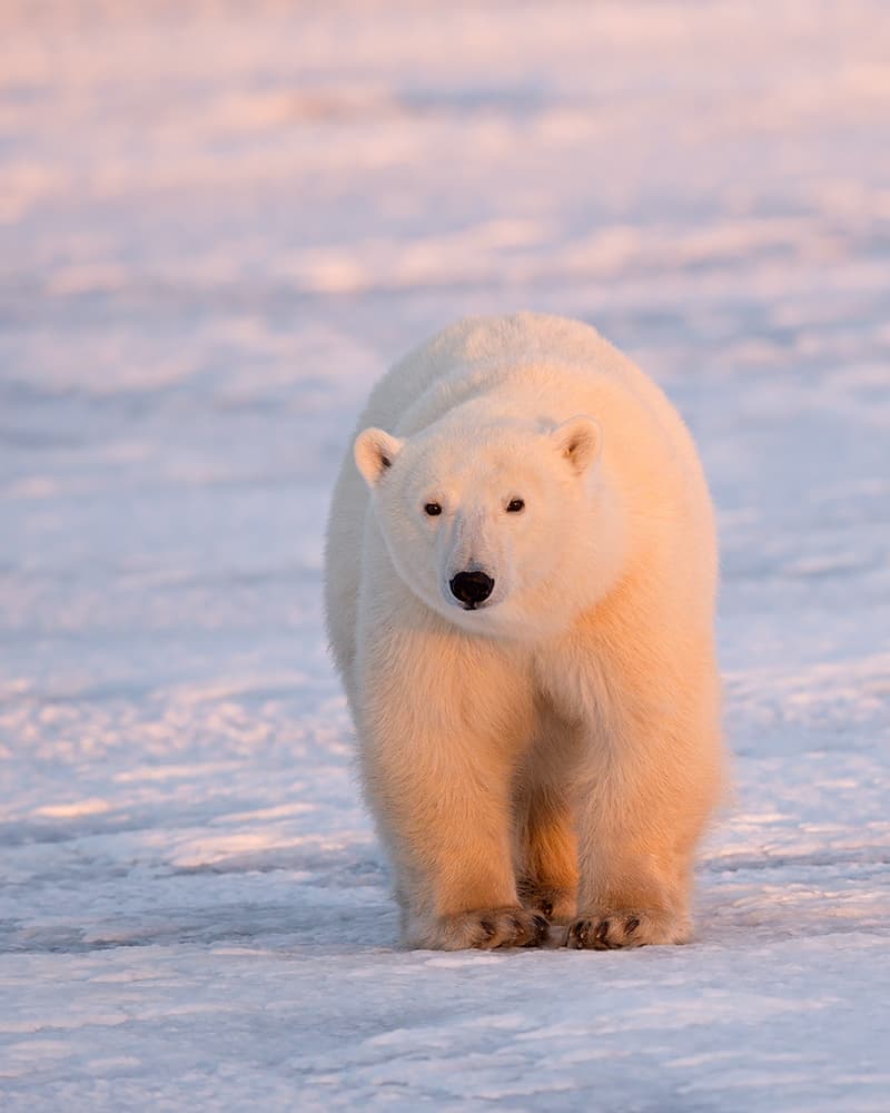 Golden Arctic Polar Bear by Marco Pozzi — canvas wall art