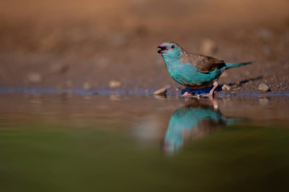 Turquoise Bird Reflection by Marco Pozzi — canvas wall art