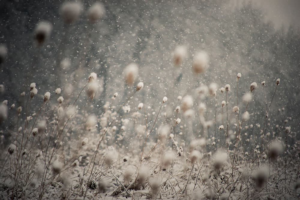 Soft Snowy Field by PhotoCosma — canvas wall art