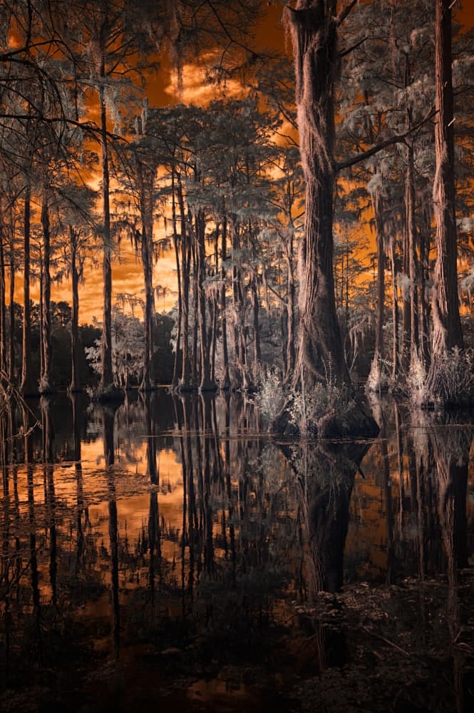 Orange Cypress Bayou by Benton Murphy — canvas wall art
