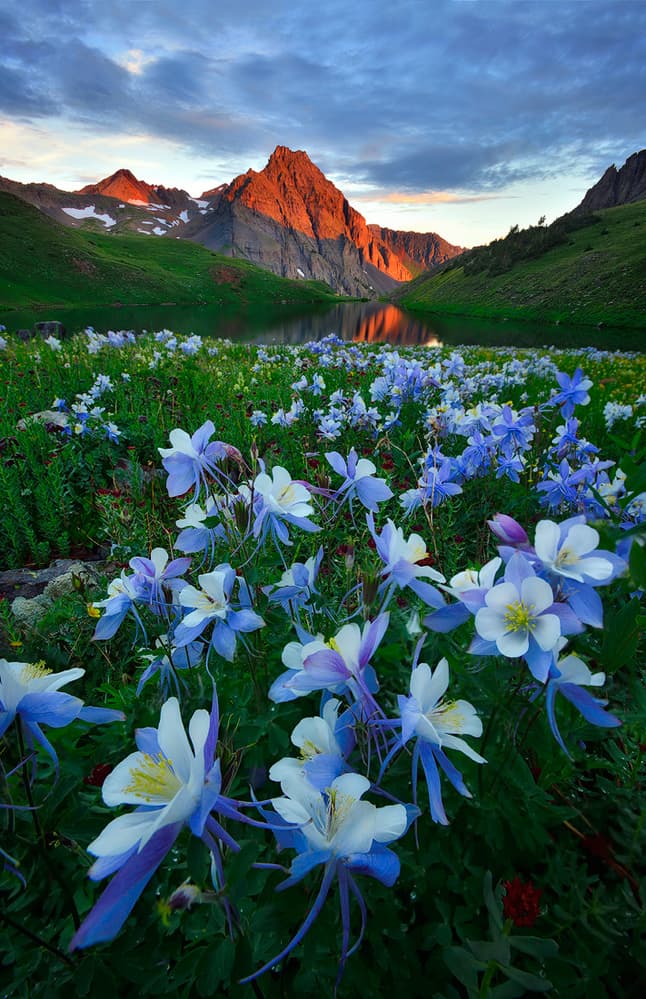 Golden Peaks Columbines by Mei Xu — canvas wall art