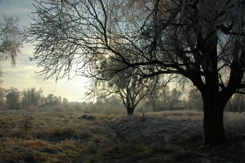Frosty Winter Morning by Jacek Stefan — canvas wall art