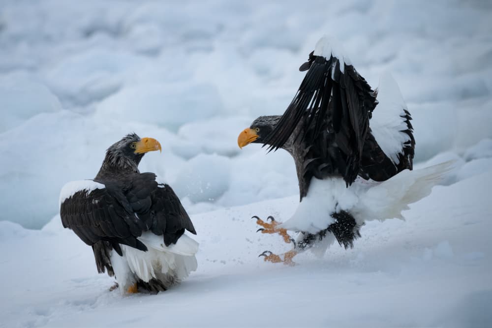 Steller's Sea Eagles Snow by Chao Feng 天馬 — canvas wall art