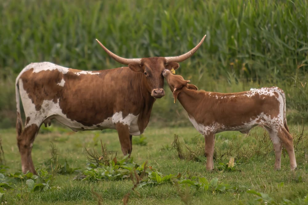 Longhorn Mother and Calf by Gert van den Bosch — canvas wall art