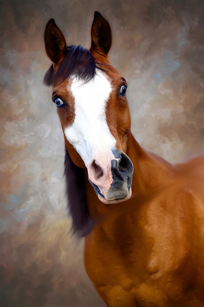 Curious Blue-Eyed Horse by Barbara Fletcher — canvas wall art