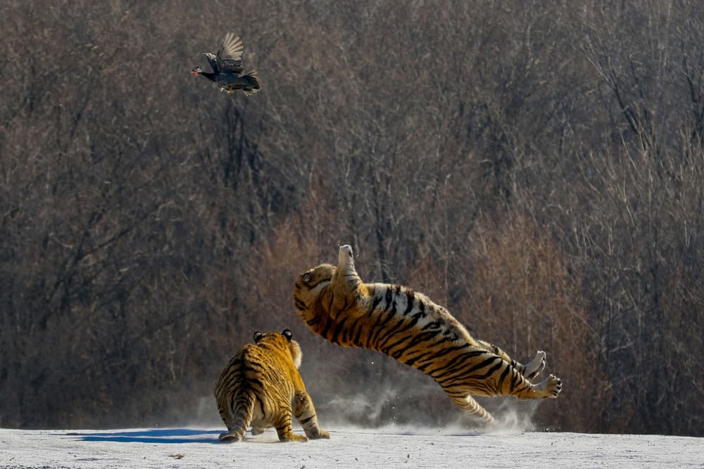 Playful Tigers in Snow by Libby Zhang — canvas wall art