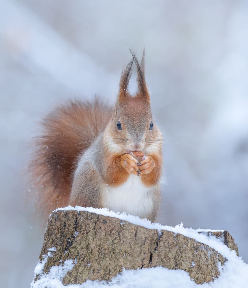 Red Squirrel in Winter by Tibor Sörös — canvas wall art