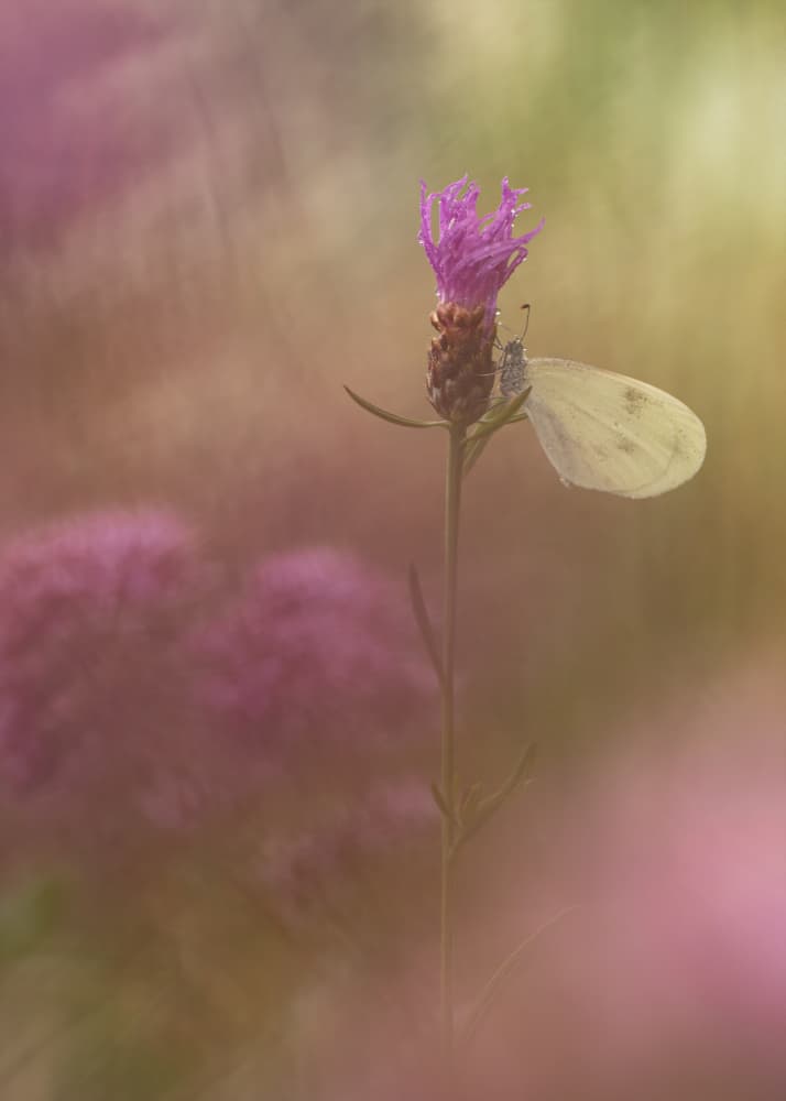 Delicate Thistle Butterfly by Daan de Vos — canvas wall art