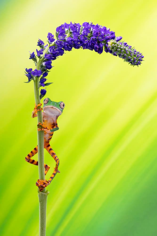 Playful Frog Climbing Flower by Louise Wolbers — canvas wall art