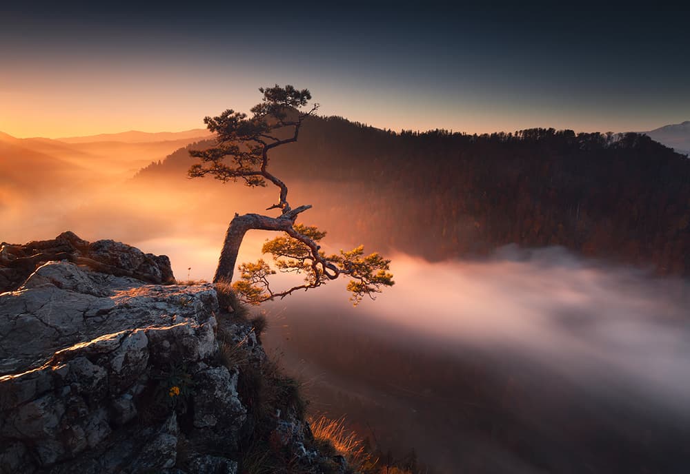 Serene Cliffside Pine by Karol Nienartowicz — canvas wall art
