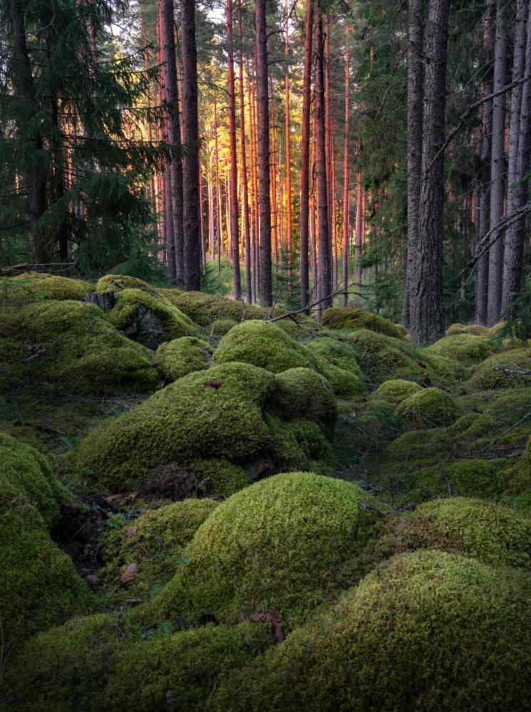 Sunlit Mossy Forest by Christian Lindsten — canvas wall art