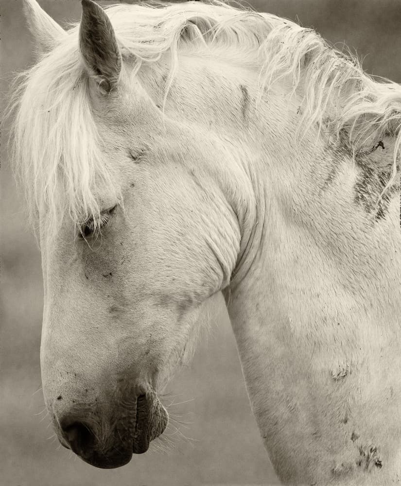 Peaceful White Horse