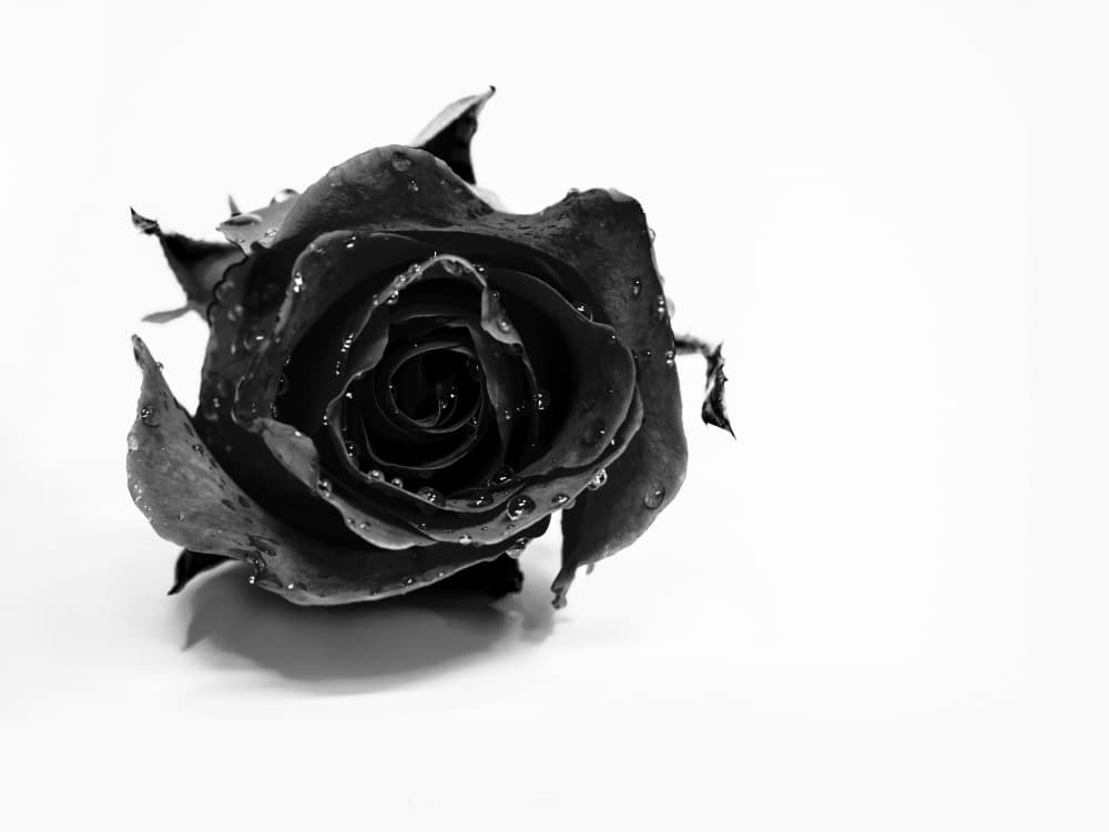Wet Black Rose by David Drake — canvas wall art