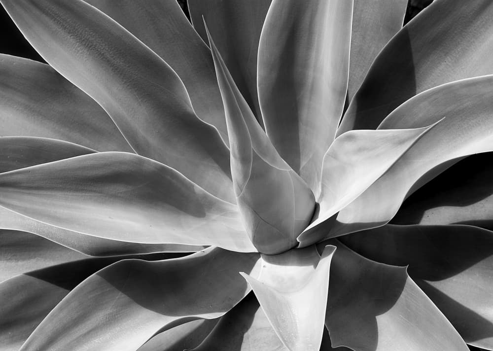 Monochrome Agave Curves by Harald Schüll — canvas wall art