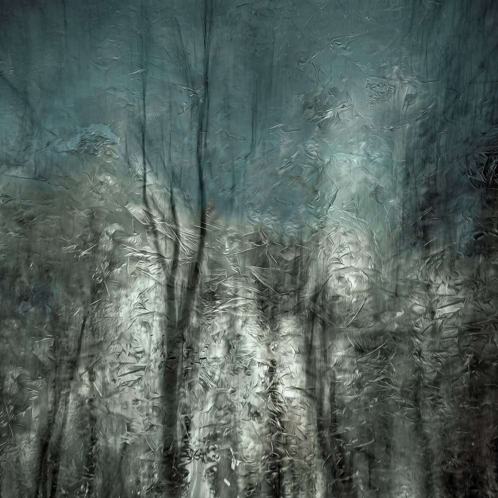 Ethereal Winter Woods by Gilbert Claes — canvas wall art