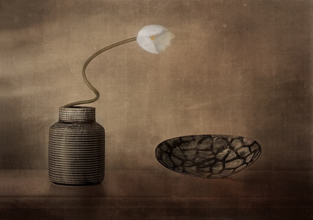 White Bloom Still Life by Elena Arjona — canvas wall art