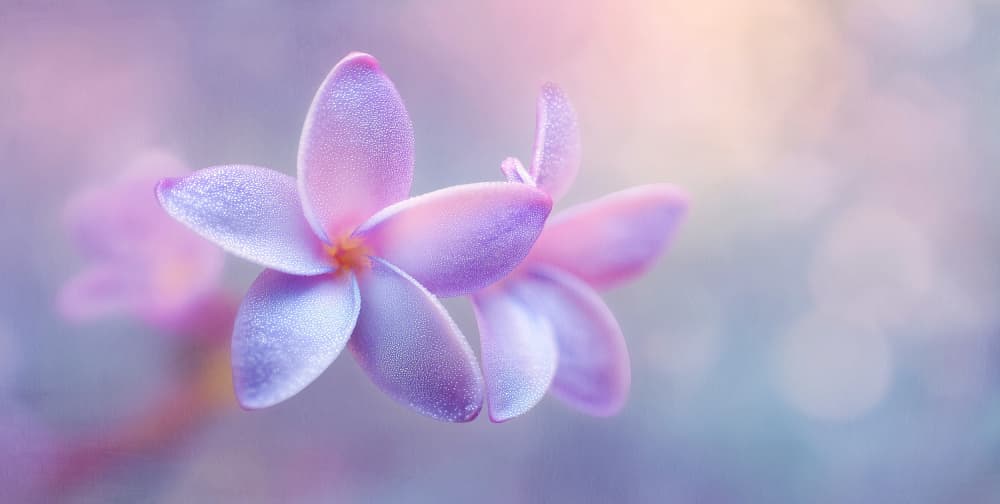 Dreamy Lavender Petals by Treechild — canvas wall art