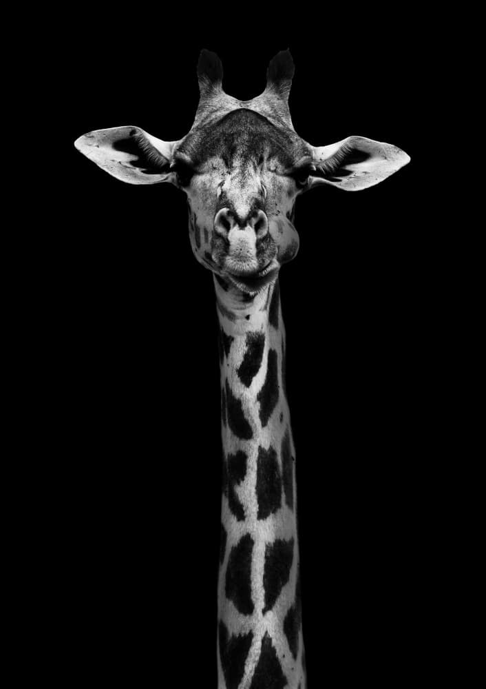Elegant Giraffe Portrait by WildPhotoArt — canvas wall art