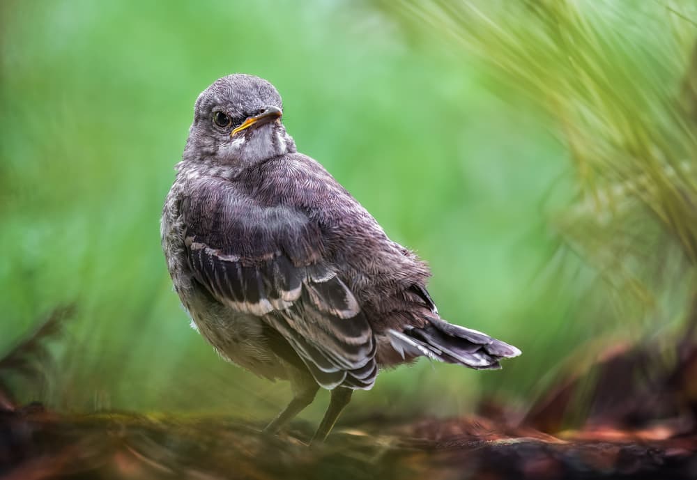 Curious Gray Fledgling by Atul Saluja — canvas wall art