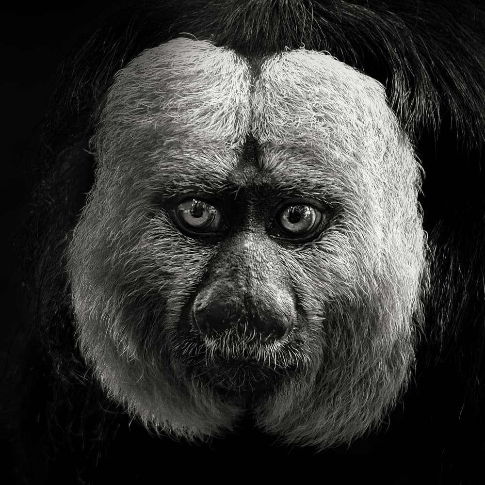 White-faced Saki Portrait by Christian Meermann — canvas wall art