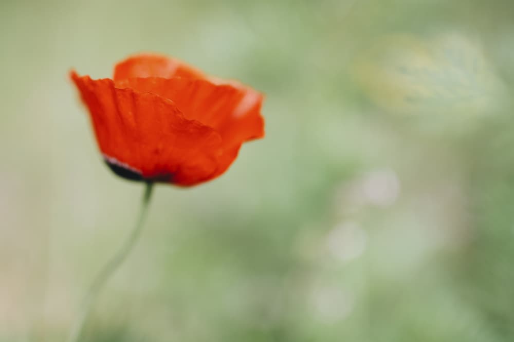 Vibrant Red Poppy by Tal Paz-Fridman — canvas wall art