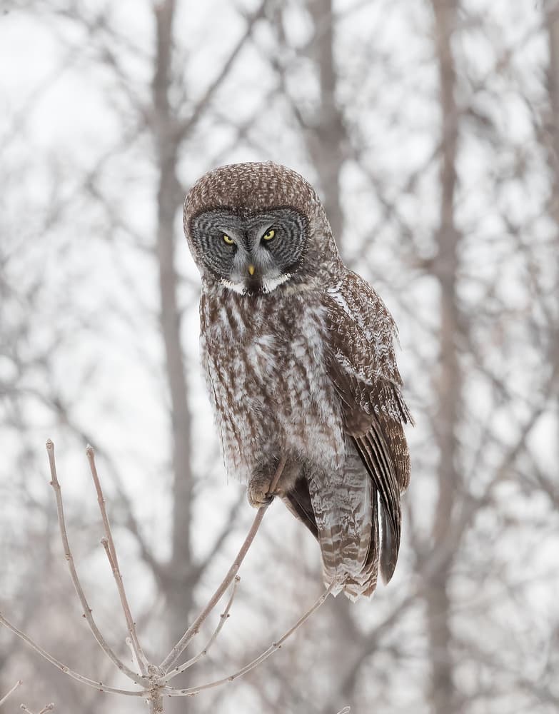 Watchful Gray Owl by Cheng Chang — canvas wall art