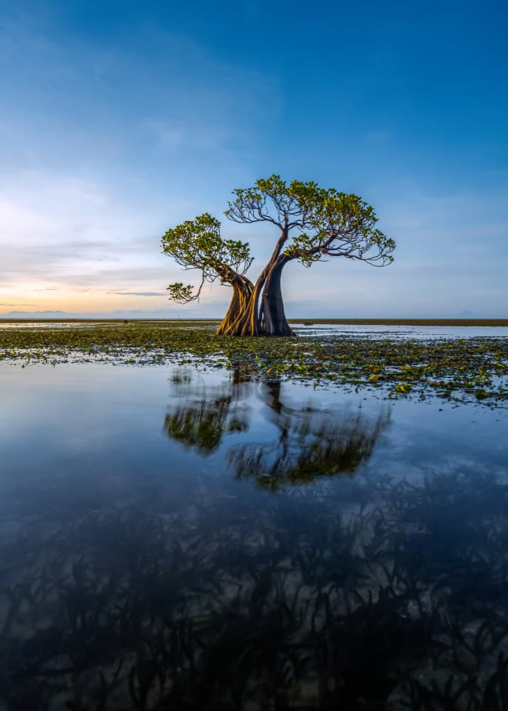 Mangrove Tree Reflection by Irene Wu — canvas wall art
