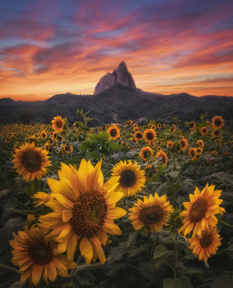 Sunset Over Sunflower Field by Tiger Seo — canvas wall art
